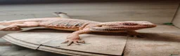 Bearded Dragon reptiles for sale: Bearded dragon  in Newport - Advert 4