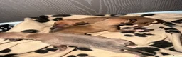 Italian Greyhound dogs for sale: Italian grey hounds  - Advert 9