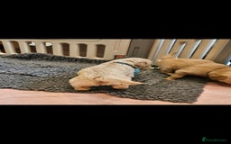 Golden Retriever dogs for stud: EXTENSIVELY HEALTH TESTED, KC Reg PROVEN in Bishop Auckland - Image 5