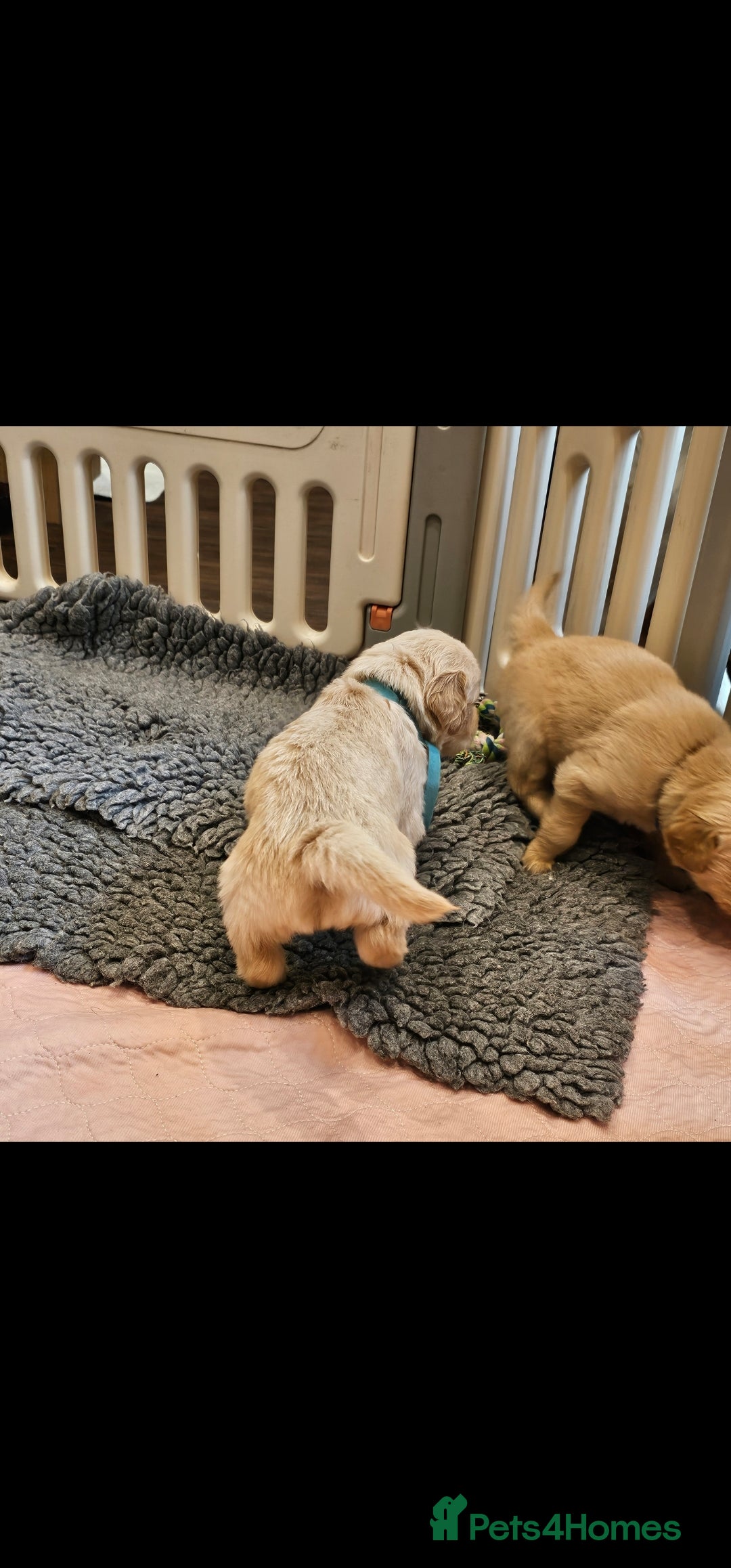 Golden Retriever dogs for stud: EXTENSIVELY HEALTH TESTED, KC Reg PROVEN in Bishop Auckland - Image 5