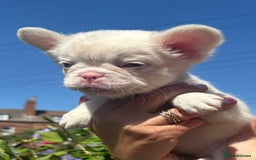 French Bulldog dogs for sale: Full fluffy !!! - Image 3