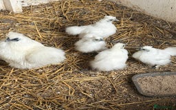 Chickens poultry for sale: White silkie growers  - Image 1