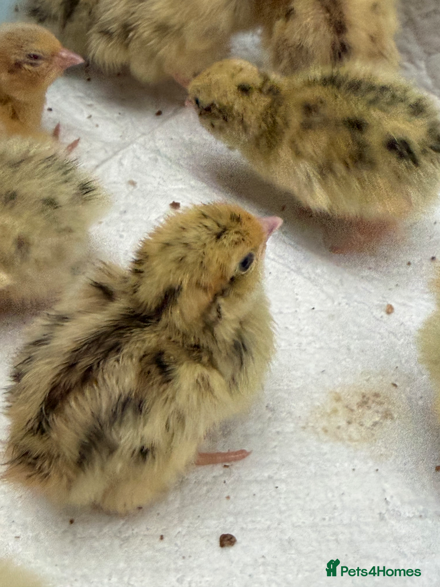 Quail poultry Coturnix Quail Chicks - Advert 5
