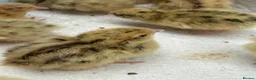 Quail poultry for sale: Coturnix Quail Chicks in Poulton-le-Fylde - Advert 1