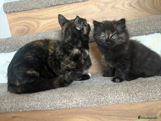 Mixed Breed cats Gorgeous kittens - only few left - Advert 1