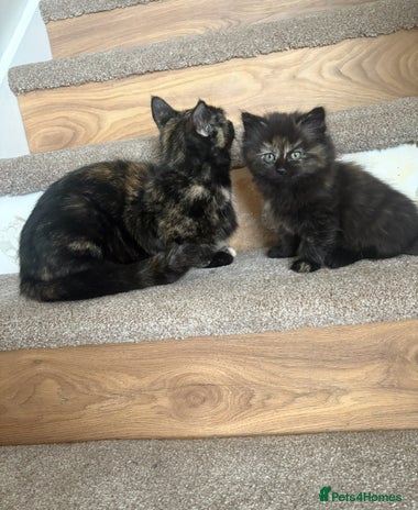 Mixed Breed cats Gorgeous kittens - only few left - Advert 1