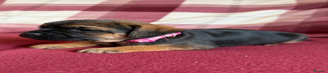 Pink Collar Girl🩷