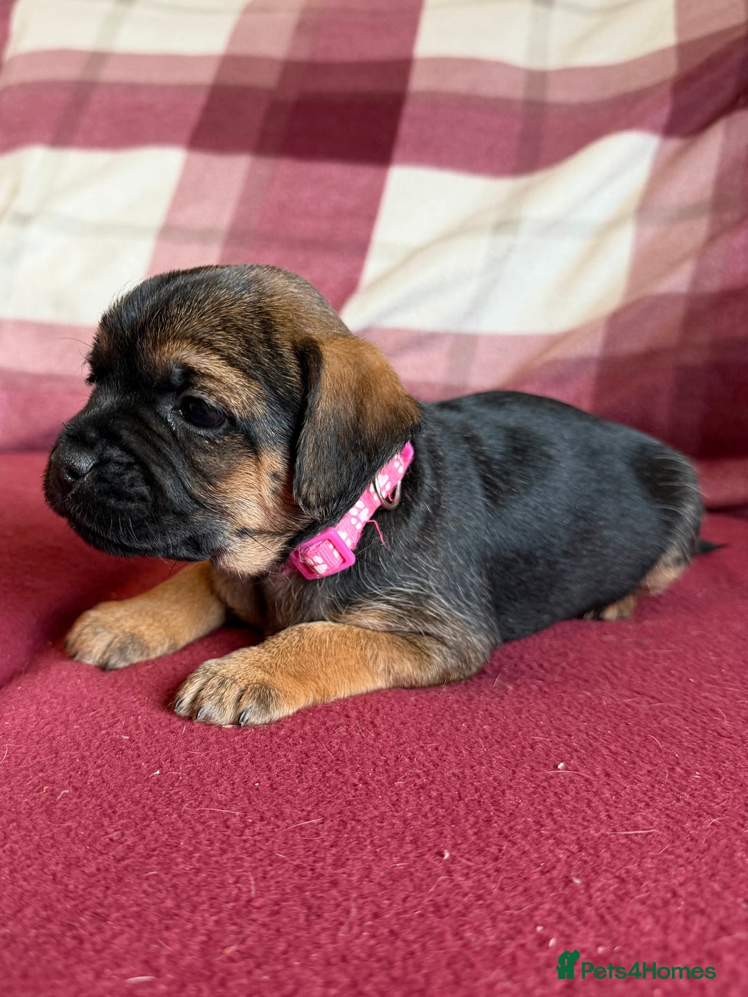 Border Terrier dogs for sale: Beautiful Border Terrier Puppies😍 - Advert 16