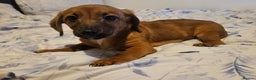 Mixed Breed dogs for sale: Dachshund x jackrussel - Advert 2