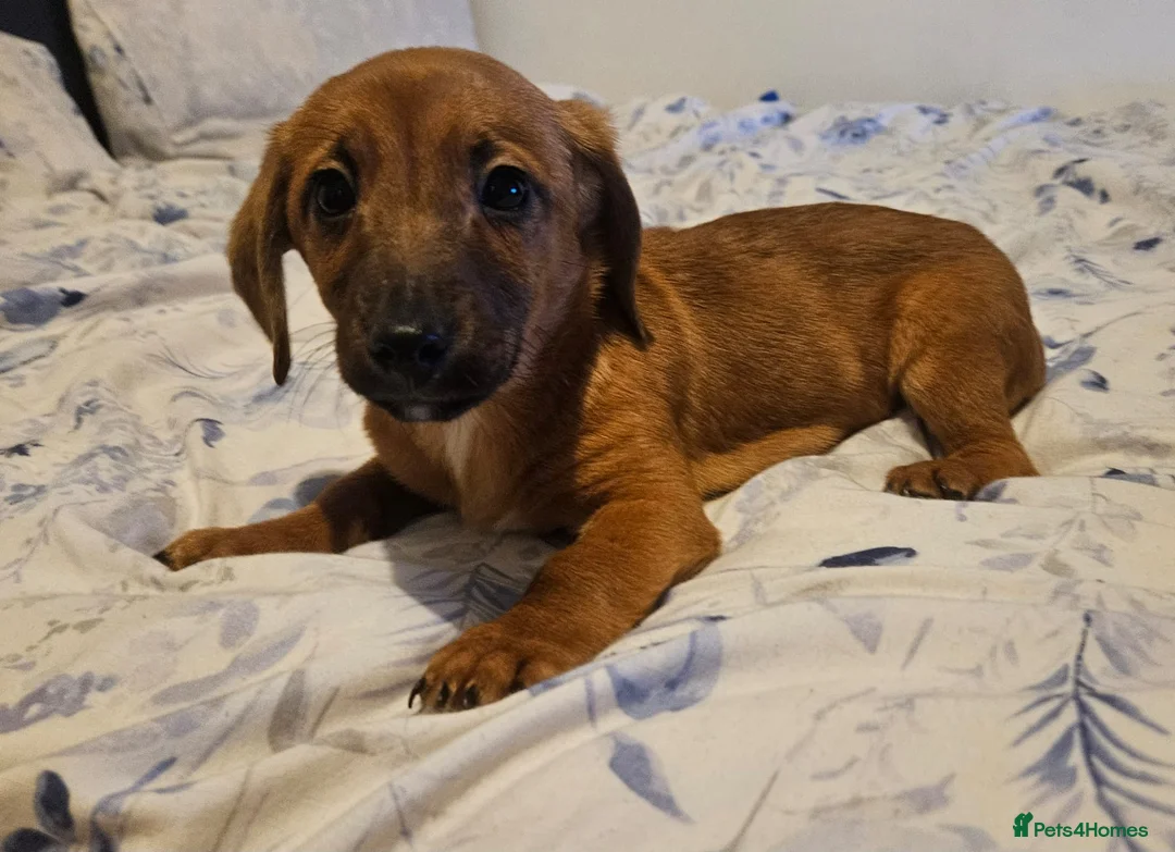 Mixed Breed dogs for sale: Dachshund x jackrussel - Advert 2