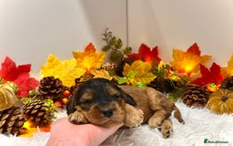 Cockapoo dogs for sale: 🌟Rare Reverse F1B Sable🌟DNA CLEAR Mini Cockapoos - Image 15
