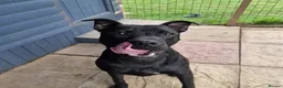 Staffordshire Bull Terrier dogs for adoption: Murphy - Advert 4