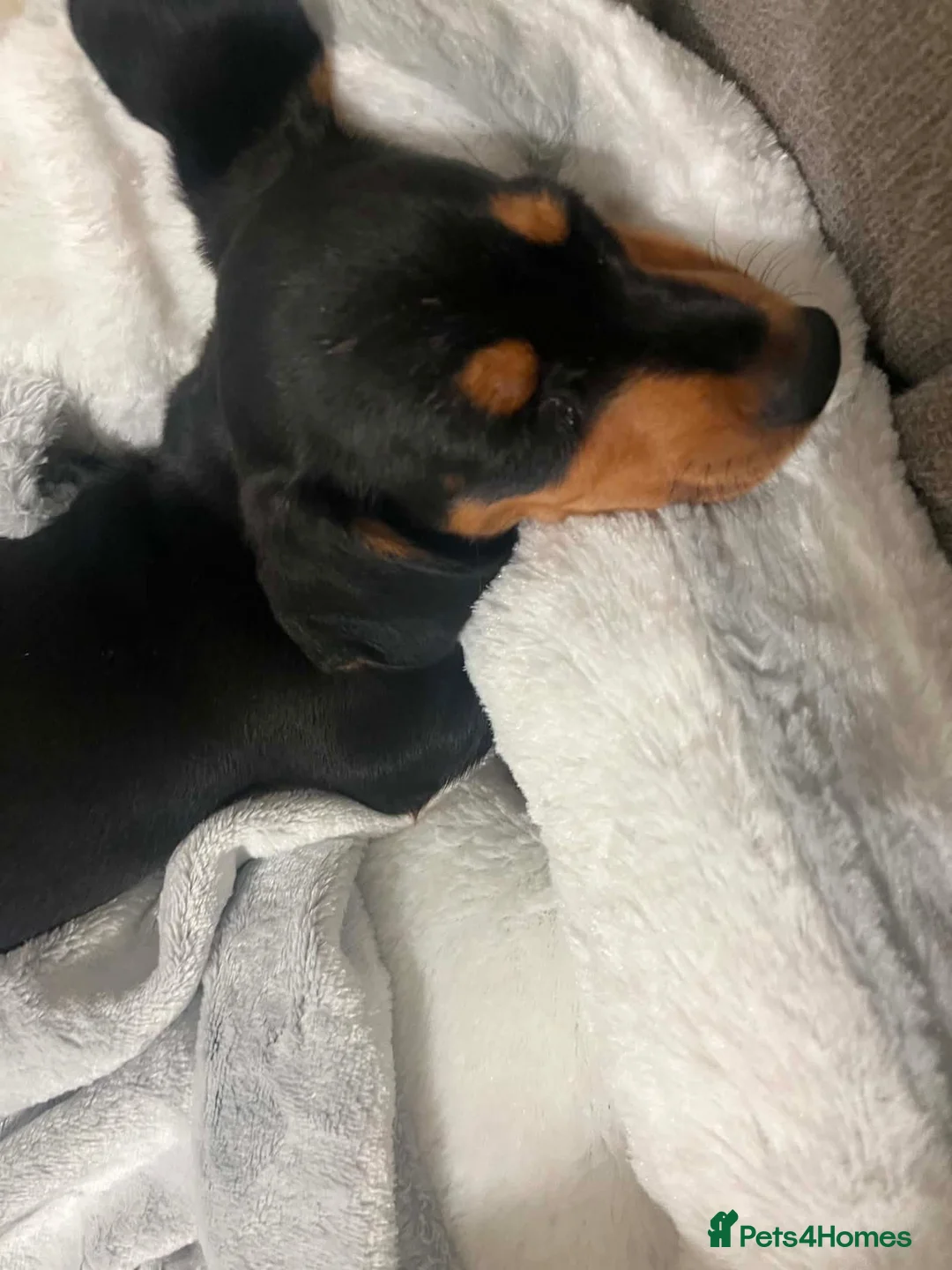 Dachshund dogs for sale: Female dachshund  in Leeds - Advert 6