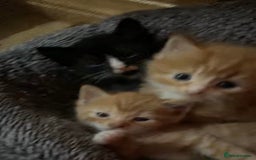 Domestic Shorthair cats for sale: litter of ginger and tuxedo kittens all boys - Image 3