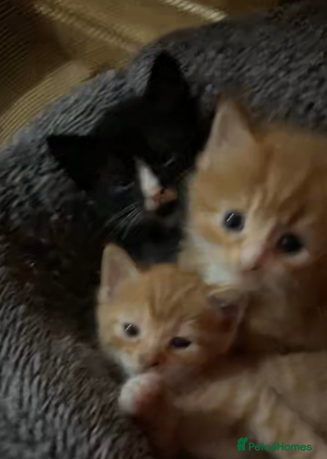 Domestic Shorthair cats for sale: litter of ginger and tuxedo kittens all boys - Image 3