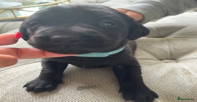 Labrador Retriever dogs - Advert 8
