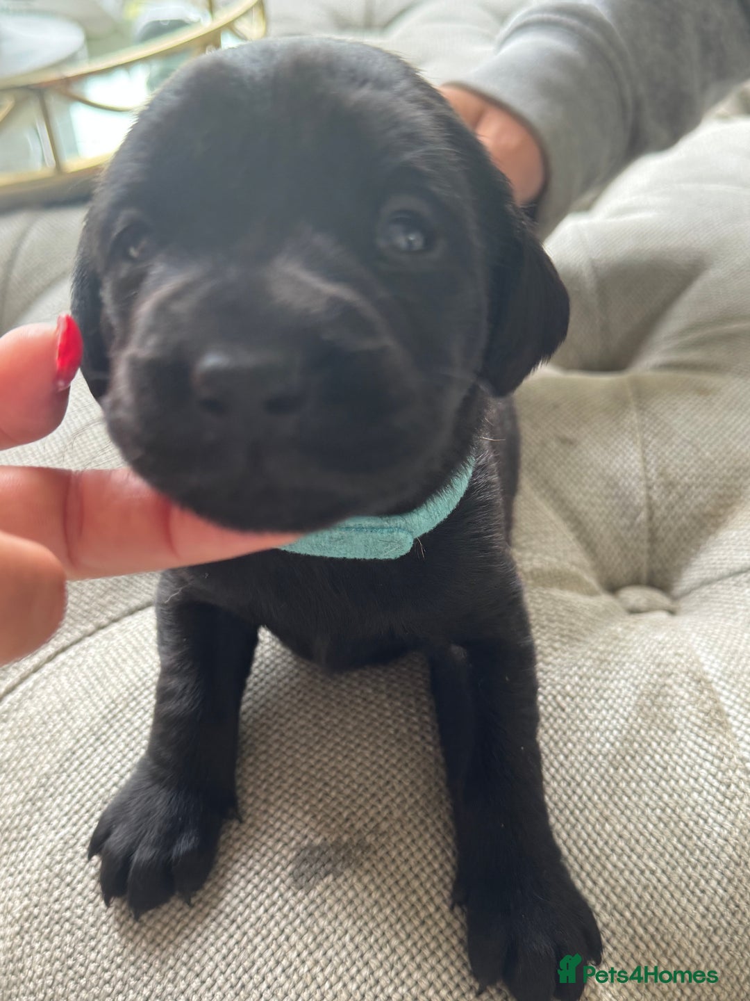 Labrador Retriever dogs for sale: Stunning homebred labs - Image 3
