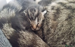 Mixed Breed cats for sale: Female tabby kitten - Image 7