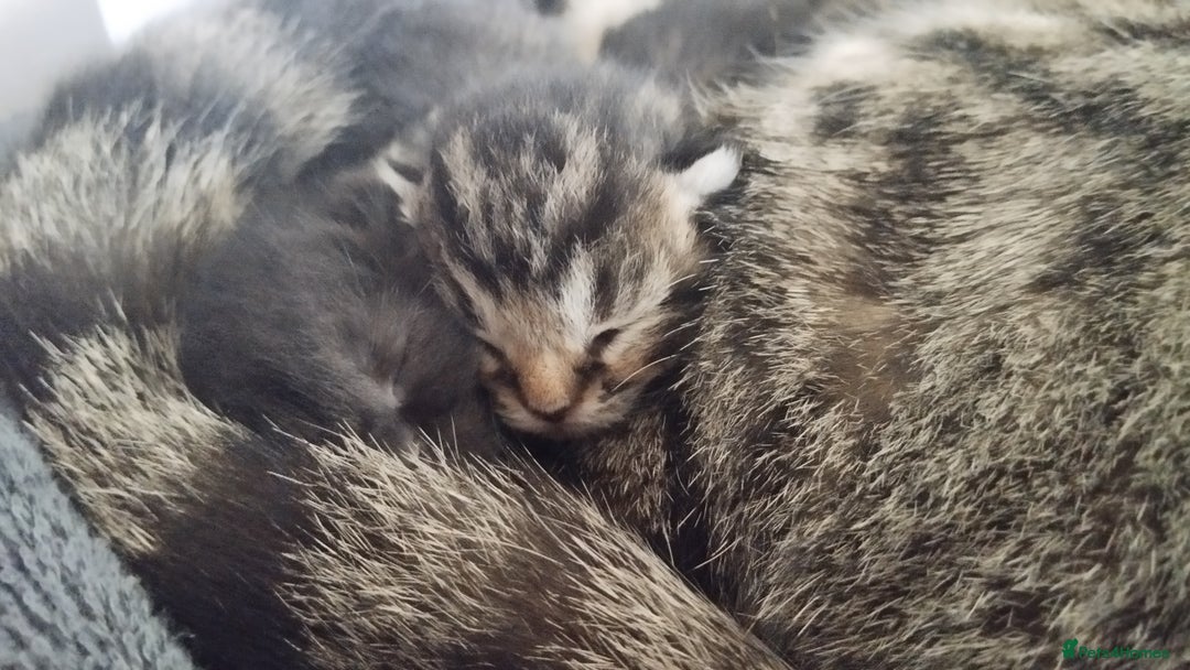 Mixed Breed cats for sale: Female tabby kitten - Image 7