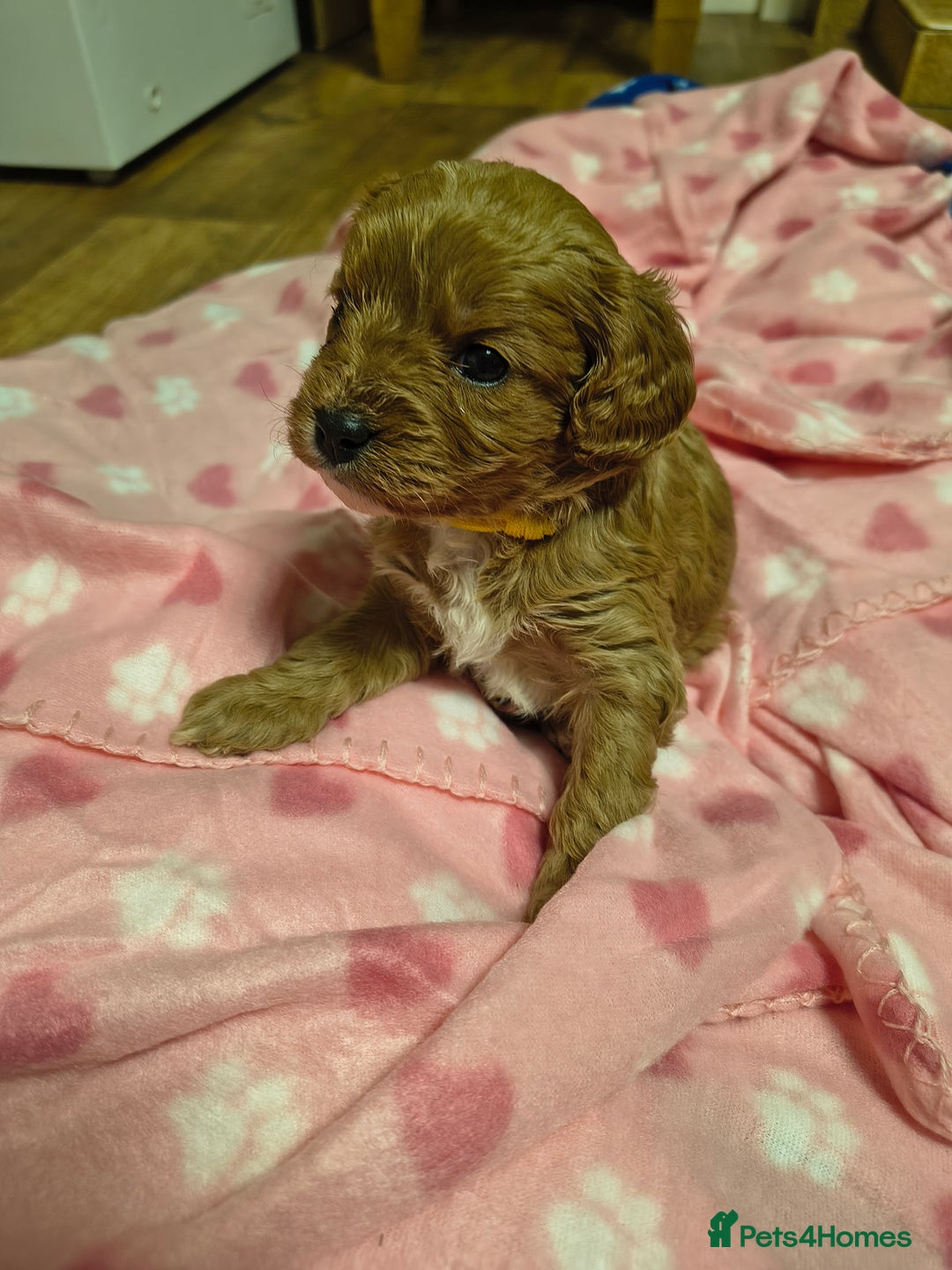 Cavapoo dogs for sale: Stunning litter of F1 cavapoo puppies,DWKC reg  - Advert 16