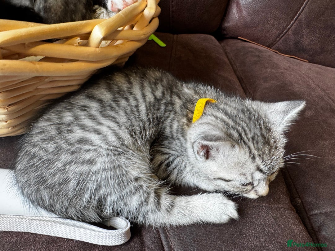 British Shorthair cats for sale: Gorgeous British Shorthair Kittens   - Image 31