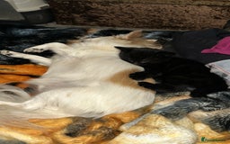 Mixed Breed cats for sale: Kittens 8 weeks old  - Image 2