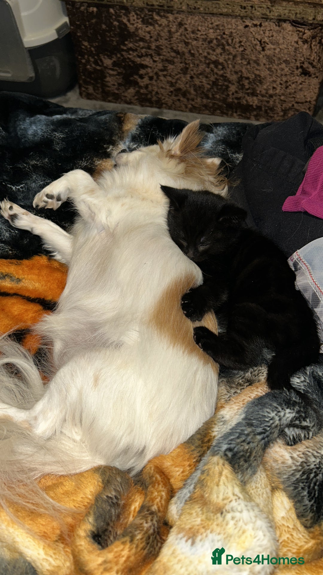 Mixed Breed cats for sale: Kittens 8 weeks old  - Image 2