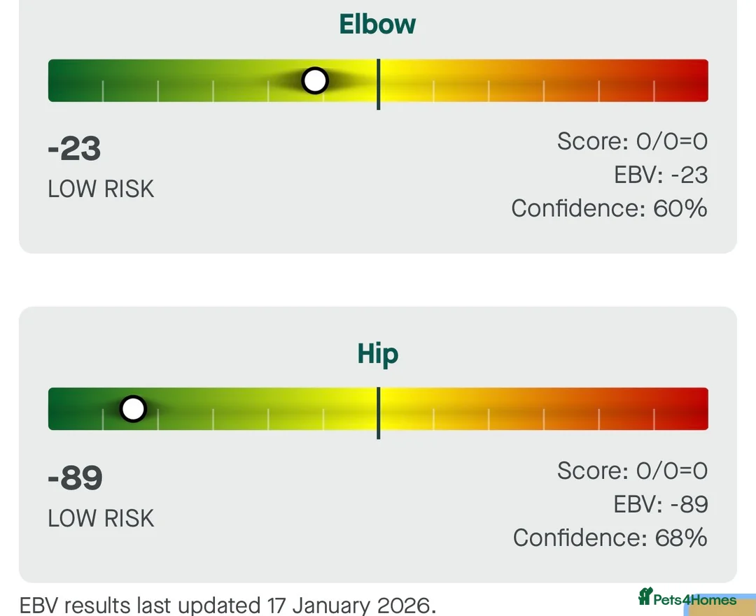 Labrador Retriever dogs for stud: Fully health tested working chocolate 0-0 Hips & E in Huntingdon - Advert 9