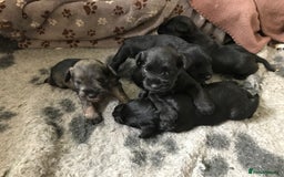 Miniature Schnauzer dogs for sale: 6 adorable Miniature schnauzer puppies  - Image 8