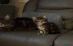 Maine Coon cats for sale: Maine coon kittens - Image 9