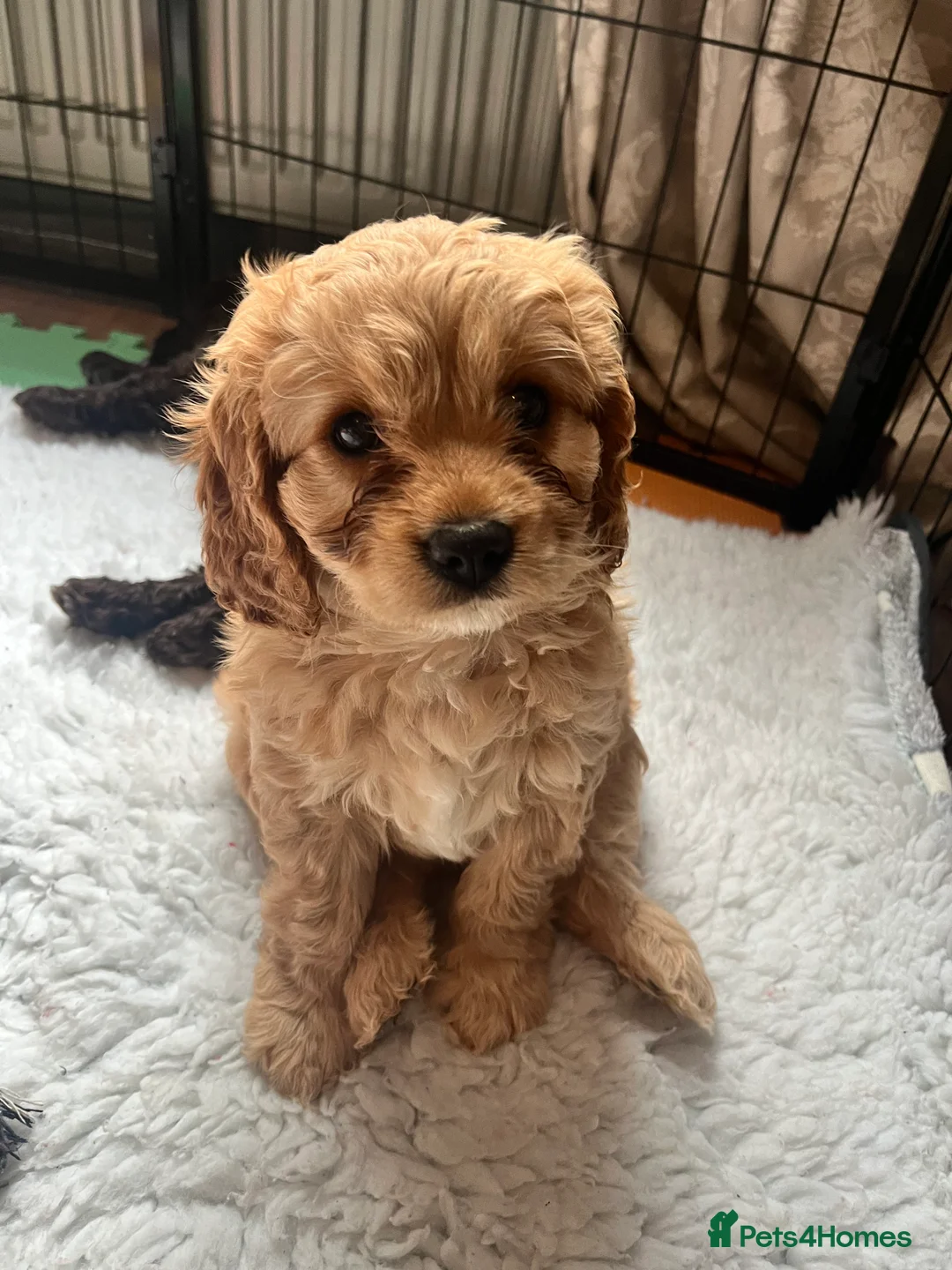 Cavapoo dogs for sale: 🐶 One Beautiful Cavapoo Girl - Available 11 Feb - Advert 2