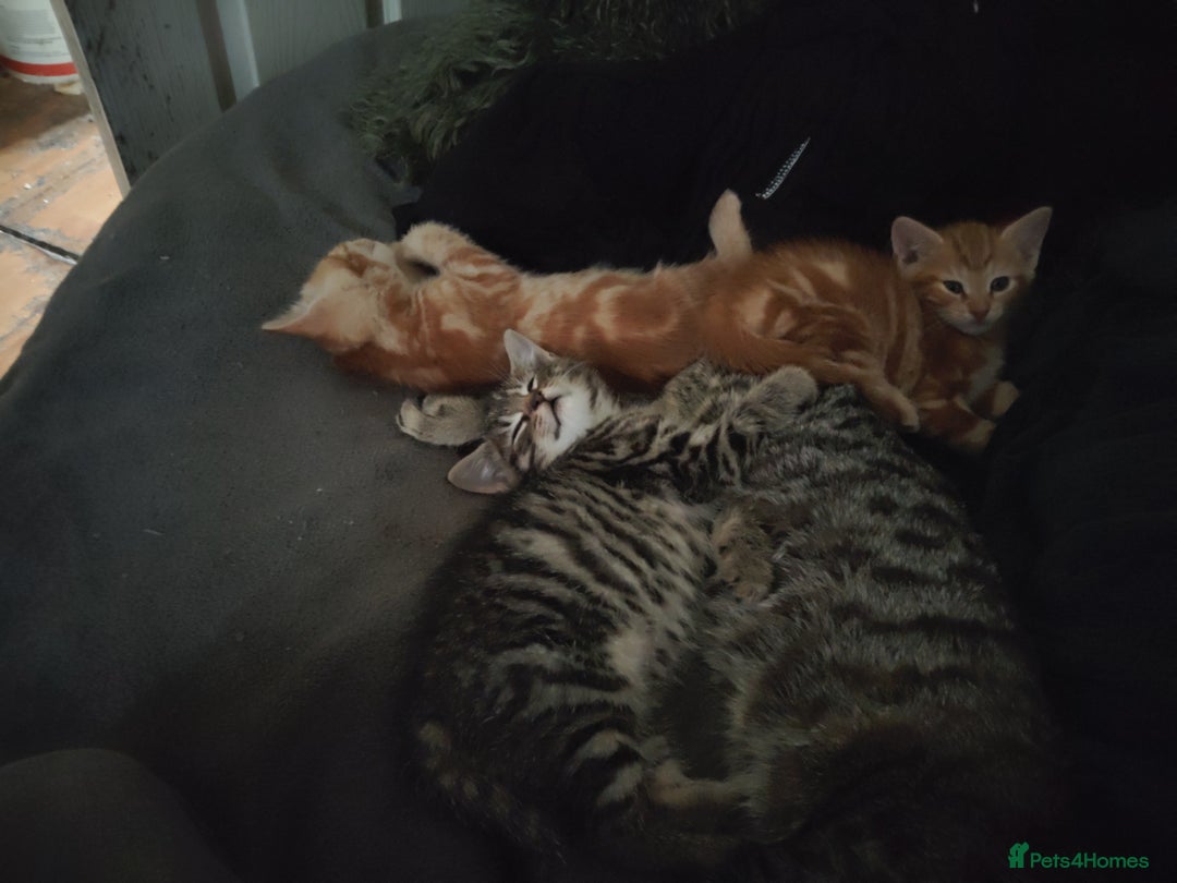 Mixed Breed cats for sale: Adorable playful kittens - Image 3
