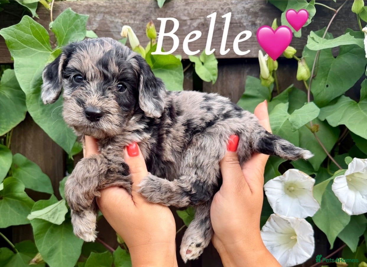 Cockapoo dogs 🤎🐶🐾 Beautiful F1 cockapoo puppies🐾🐶🤎 - Advert 1