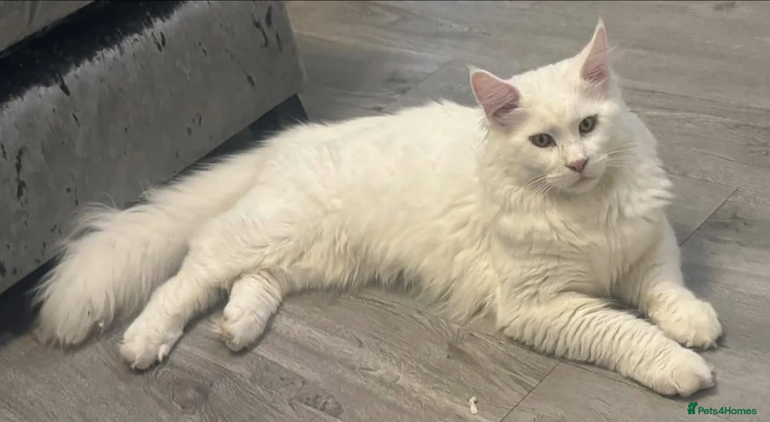 Maine Coon cats for stud: Pure white mainecoon stud with ice blue eyes in Chepstow - Advert 10