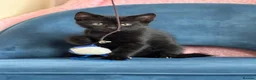 Mixed Breed cats for sale: * 7 BEAUTIFUL KITTENS * 4 FEMALE AND 3 MALE * - Advert 3
