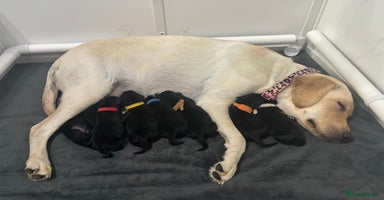 Labrador Retriever dogs - Advert 7