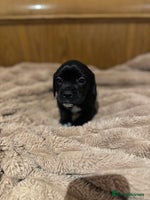 Mixed Breed dogs French bulldog x cocker spaniel pups - Advert 6