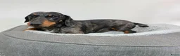 Dachshund dogs for sale: Beautiful Standard Dachshund Puppies  - Advert 33
