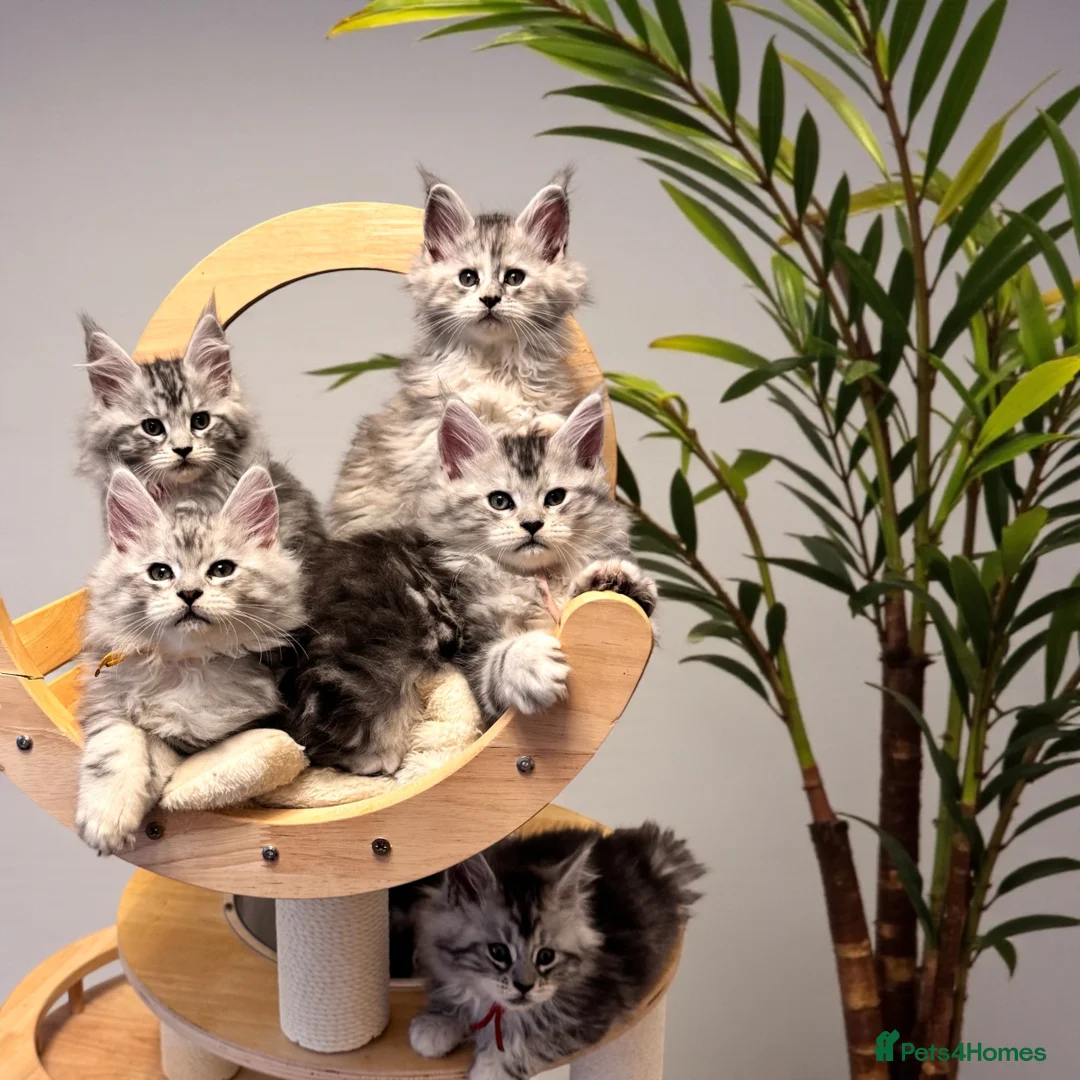 Maine Coon cats for sale: 🌟🌟Beautiful Maine Coon kittens🌟🌟 - Advert 1