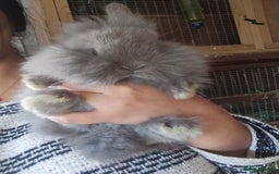 Lionhead rabbits for sale: 5 Beautiful Lion Head Babies - Advert 16