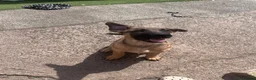 Mixed Breed dogs for sale: Litter of 10 Gsd X Mal  - Advert 5