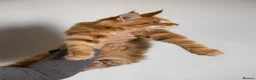 Maine Coon cats for sale: 5 Beautiful Russian Import Kittens TICA - Advert 2