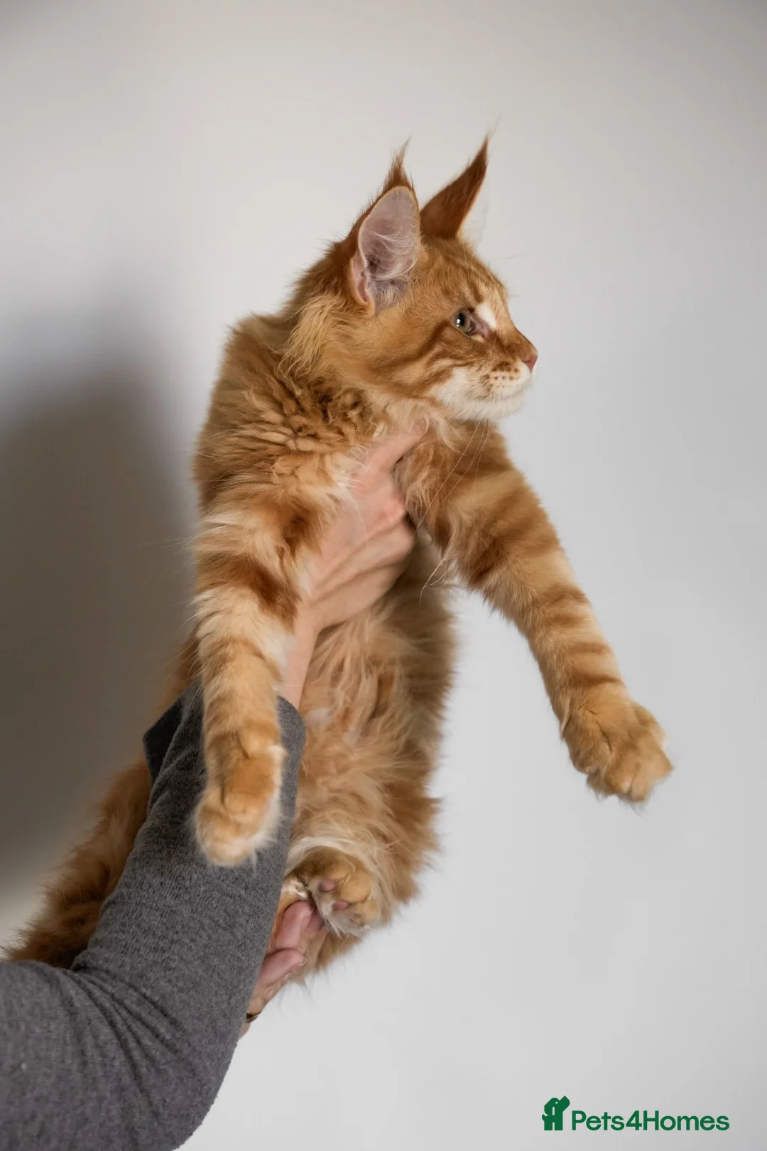 Maine Coon cats for sale: 5 Beautiful Russian Import Kittens TICA - Advert 2