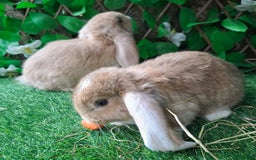 French Lop rabbits for sale: PURE Giant French Lops - Vaccinated - RESERVE - Image 13