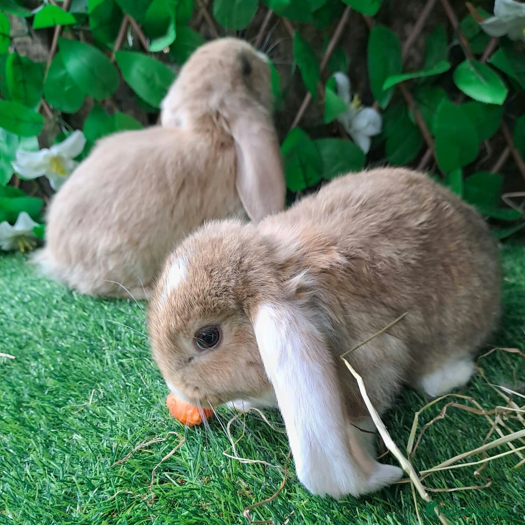 French Lop rabbits for sale: PURE Giant French Lops - Vaccinated - RESERVE - Image 13