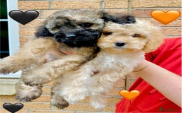 Cavapoo dogs for sale: 💖 Top Quality F1B Cavapoo Puppies DNA TESTED 💖 - Image 17