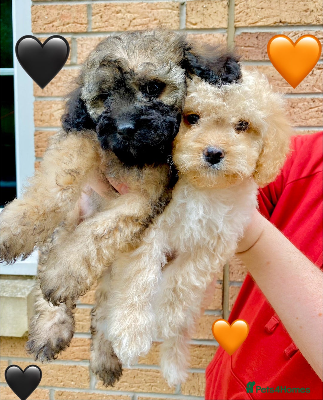 Cavapoo dogs for sale: 💖 Top Quality F1B Cavapoo Puppies DNA TESTED 💖 - Image 17