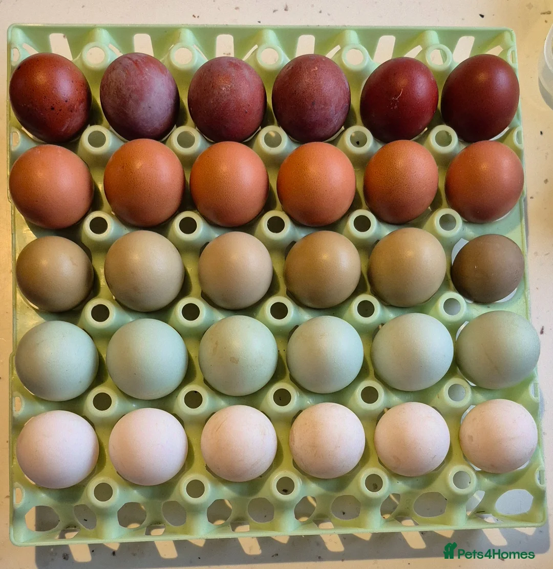 Chickens poultry for sale: Pure Breed Rainbow Hatching Eggs  in Barnard Castle - Advert 1