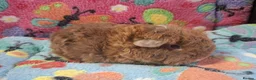 Guinea Pig rodents for sale: Baby Boars In Different Breeds  - Advert 16
