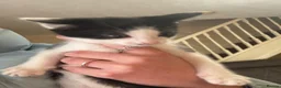 Mixed Breed cats for sale: kittens - Advert 4
